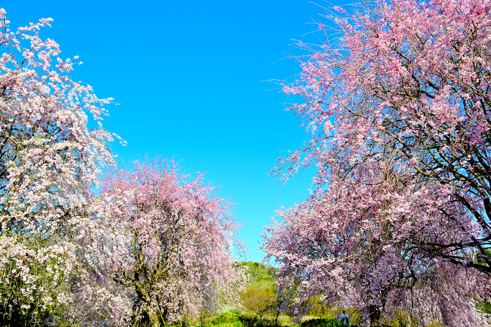 Sono Manma Park, Toyota City, Aichi Prefecture Cherry blossoms in full bloom
