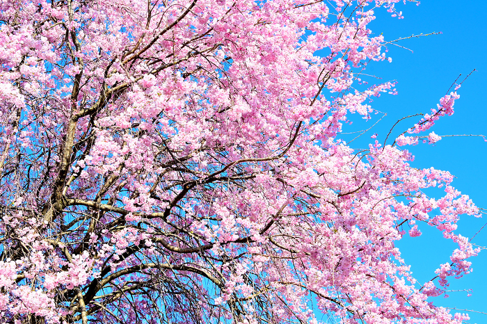 Pink weeping cherry blossoms against a clear blue sky