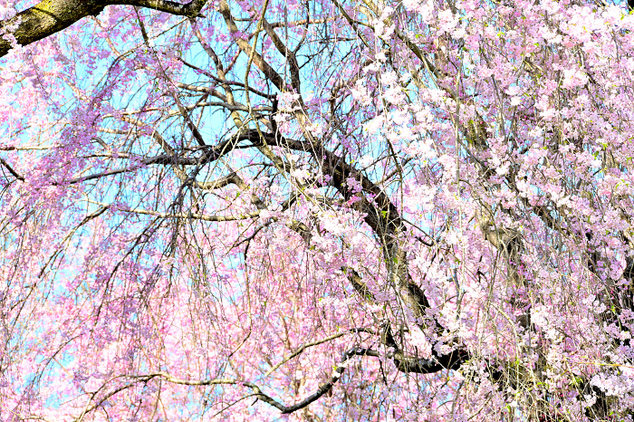 Weeping cherry tree in Sono Manma Park, Toyota City, Aichi Prefecture