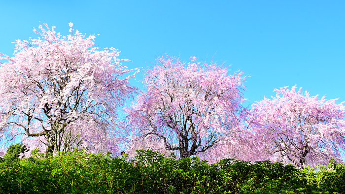 Beautiful weeping cherry blossoms in Sono Manma Park, Toyota City
