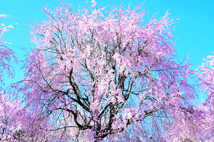 Pink weeping cherry blossoms against a clear blue sky