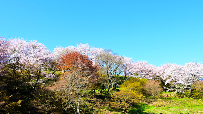 Sono Manma Park, Toyota City, Aichi Prefecture Cherry blossoms in full bloom
