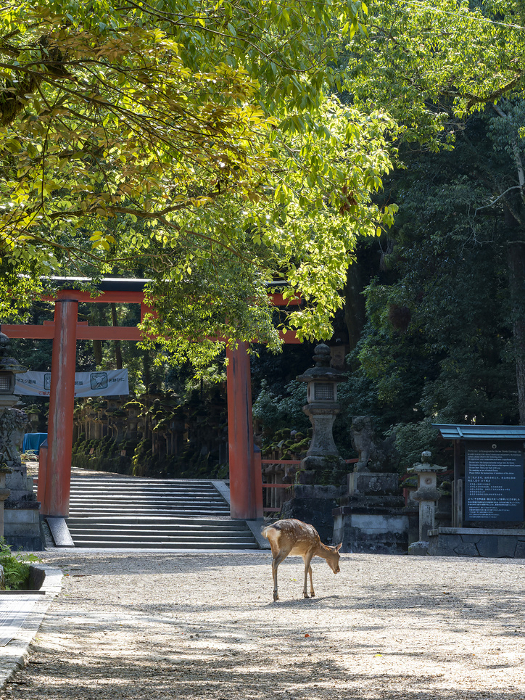 Deer on the approach to Kasuga-taisha Shrine