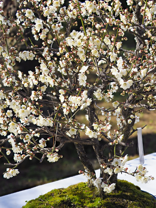 White plum bonsai