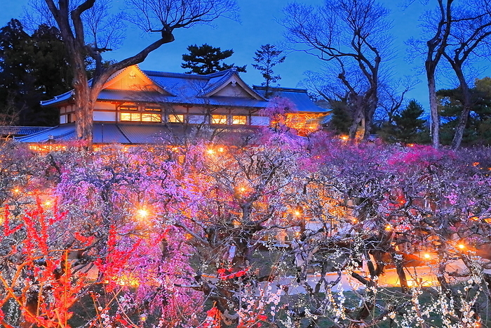 Ume Garden of Kitano Tenmangu Shrine lit up Kyoto City, Kyoto Prefecture