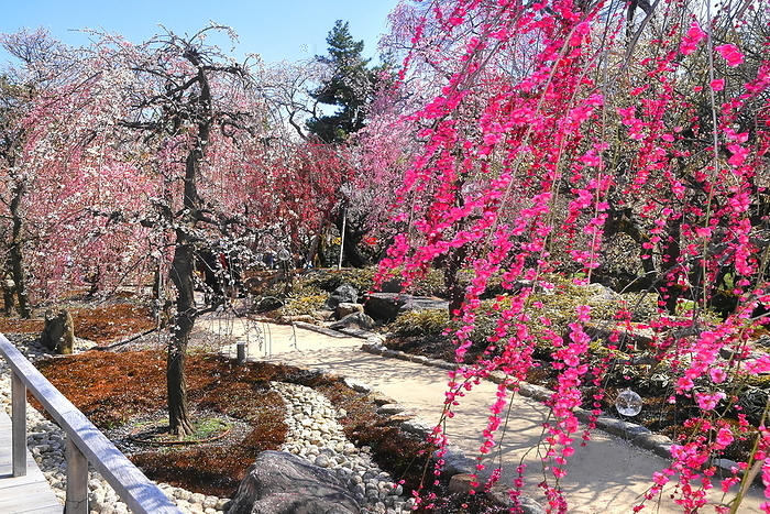 Ume Garden at Kitano Tenmangu Shrine Kyoto City, Kyoto Prefecture