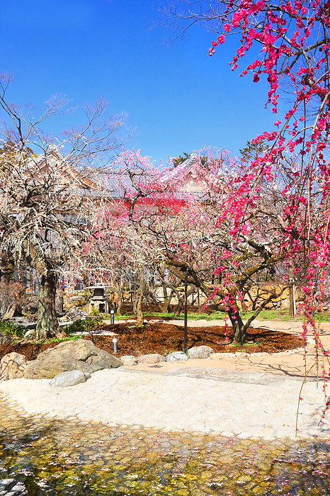 Ume Garden at Kitano Tenmangu Shrine Kyoto City, Kyoto Prefecture