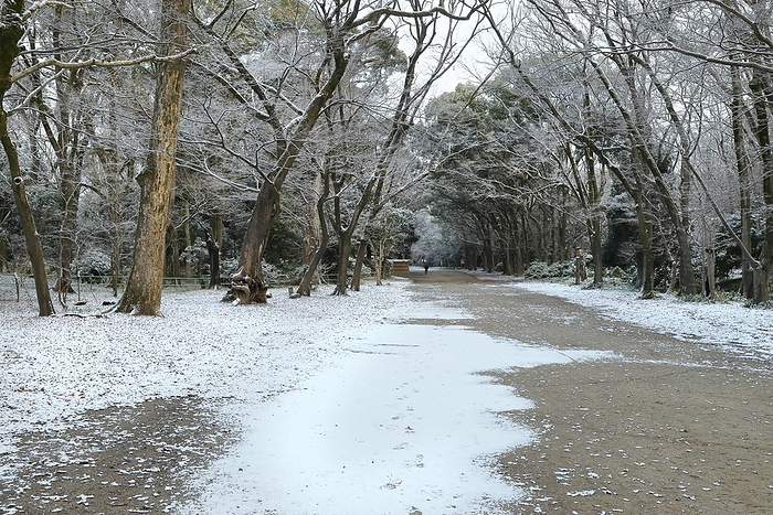 Tadasunomori Forest of Shimogamo Shrine in the snow Kyoto City, Kyoto Prefecture
