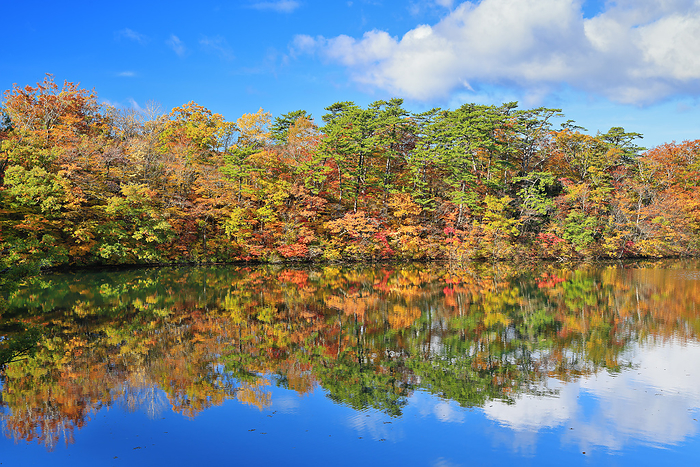 Autumn leaves of the Twelve Lakes at the foot of the Shirakami Mountains Ooike Aomori Pref.