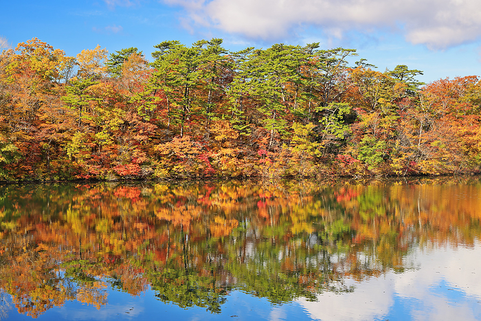 Autumn leaves of the Twelve Lakes at the foot of the Shirakami Mountains Ooike Aomori Pref.