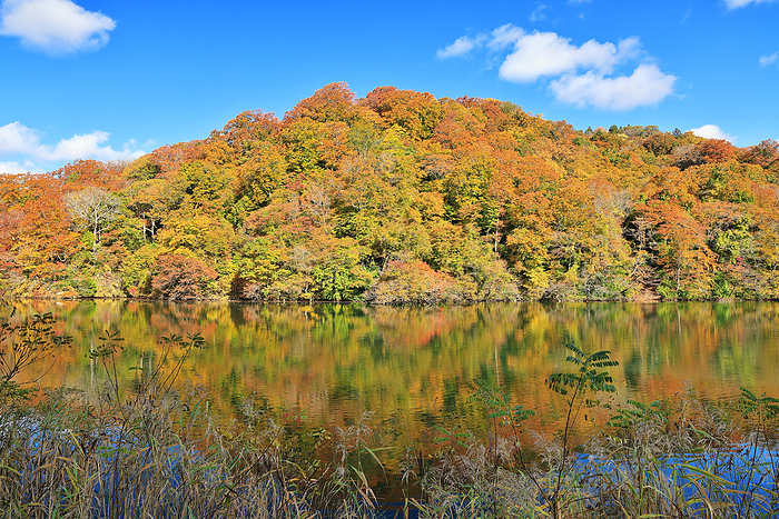 Autumn leaves of the Twelve Lakes at the foot of the Shirakami Mountains Ochiguchi Pond Aomori Pref.