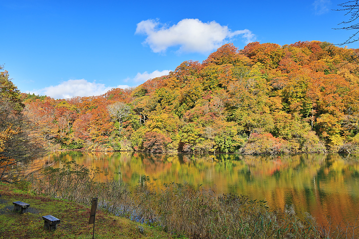Autumn leaves of the Twelve Lakes at the foot of the Shirakami Mountains Ochiguchi Pond Aomori Pref.
