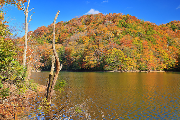 Autumn leaves of the Twelve Lakes at the foot of the Shirakami Mountains Chicken Head Pond Aomori Pref.