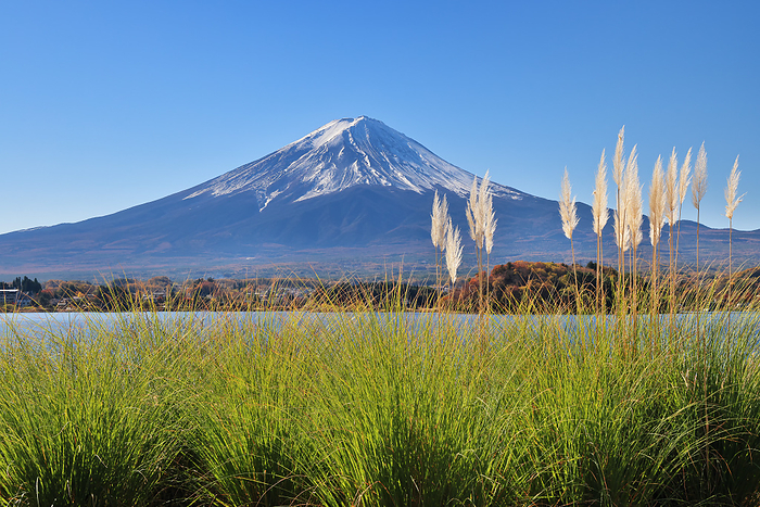 Fuji and Lake Kawaguchi Pampas Grass Yamanashi Pref.