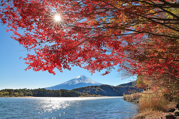 Fuji and Lake Kawaguchi Autumn Leaves Yamanashi Prefecture
