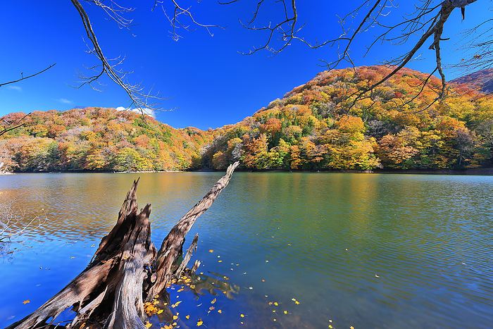 Autumn leaves of the Twelve Lakes at the foot of the Shirakami Mountains Chicken Head Pond Aomori Pref.
