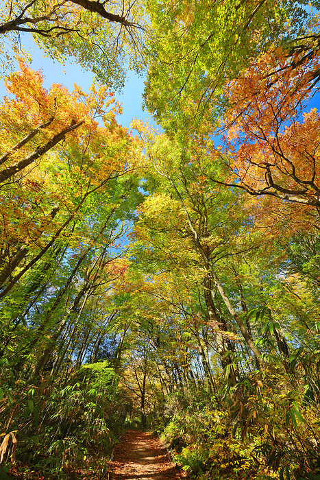 Natural beech forest of Lake Juniko at the foot of Shirakami Sanchi, Aomori Pref.