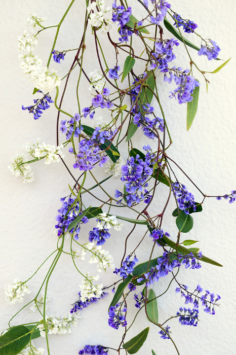 Purple and white Hardenberghia, Hardenberghia flowers