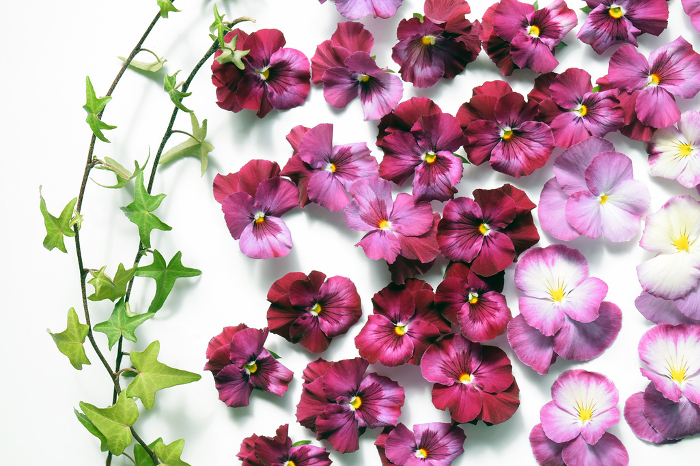 Pink pansy petals on white background, pansy petals background