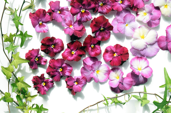 Pink pansy petals on white background, pansy petals background