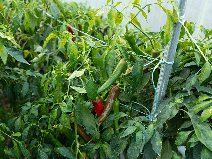 Pepper field in greenhouse