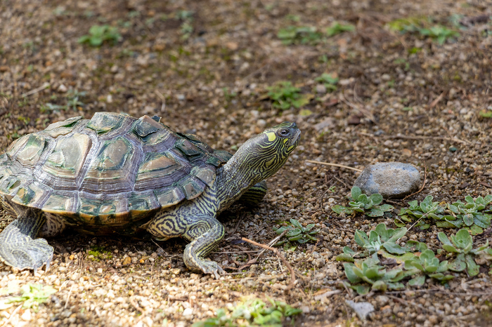 Turtle walking on soil