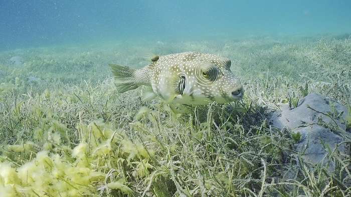 Broadbarred Toadfish or White-spotted puffer (Arothron hispidus) swims over seagrass bed among Round Leaf Sea Grass or Noodle seagrass (Syringodium isoetifolium) in evening, Red sea, Safaga, Egypt, Africa, by Andrey Nekrasov