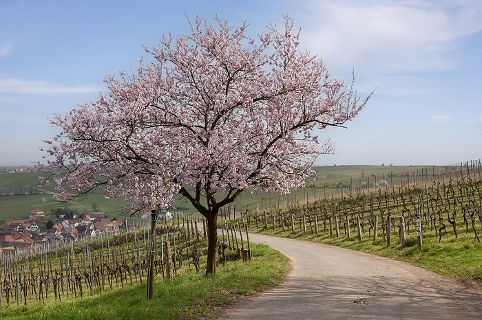 Flowering almond tree, Prunus dulcis, with wine village Birkweiler, German Wine Route, Southern Palatinate, Palatinate, Rhineland-Palatinate, Germany, Europe, by AnnaReinert