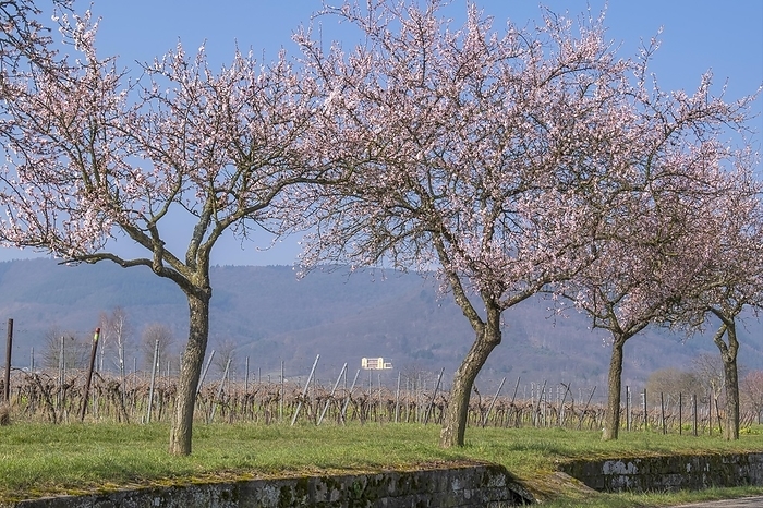 Almond tree blossom on the Villastrasse, in the background Villa Ludwigshöhe Castle, Edenkoben, Southern Palatinate, Palatinate, Rhineland-Palatinate, Germany, Europe, by AnnaReinert