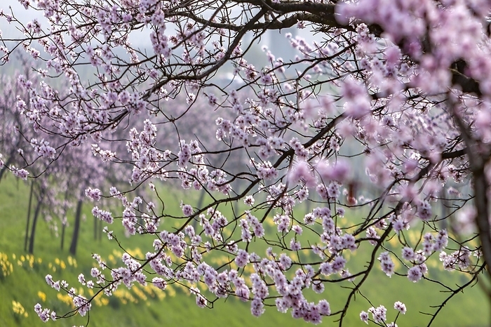 Almond tree (Prunus dulcis), Southern Palatinate, Palatinate, Rhineland-Palatinate, Germany, Europe, by AnnaReinert