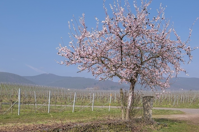 Flowering almond tree (Prunus dulcis) in a vineyard, Southern Palatinate, Rhineland-Palatinate, Germany, Europe, by AnnaReinert