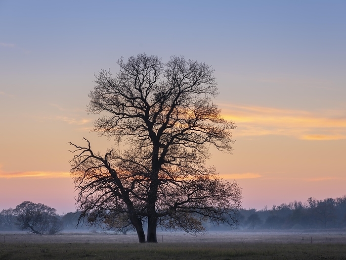 Solitary oaks in the Elbe meadows at dusk with ground fog in autumn, Dessau-Wörlitzer Gartenreich, Dessau-Roßlau, Saxony-Anhalt, Germany, Europe, by Andreas Vitting