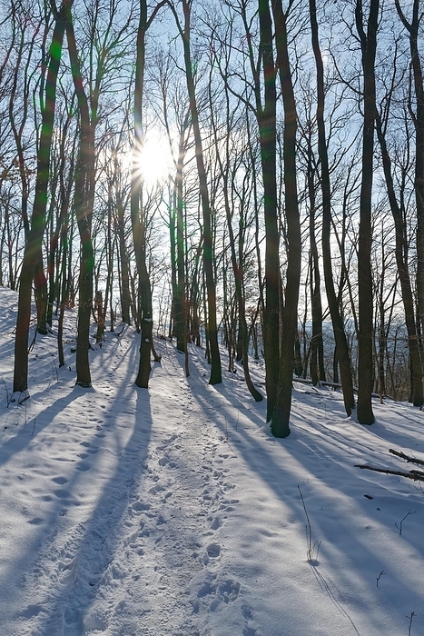 Between trees of a snow-covered forest the sun shines through in a star shape and casts long shadows of the forest, by Peter Buchacher
