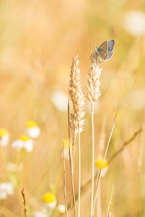 Common blue butterfly (Polyommatus icarus) sitting on an ear of corn in a summer field, nature reserve Parc naturel régional des Caps et Marais d'Opale, France, Europe, by Carola Vahldiek