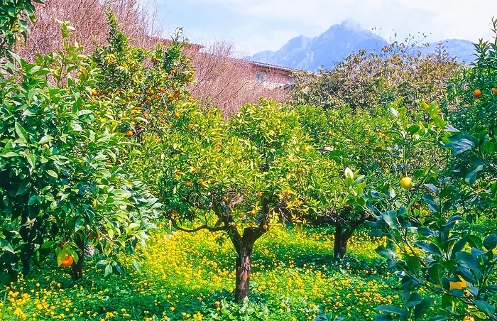 Orange trees (Citrus sinensis L.) with ripe oranges loaded with fruit in a rural garden, plantation with blooming yellow flowers, the mountains rise picturesquely in the background, valley of Soller, Biniaraix, Majorca, Spain, Europe, by Carola Vahldiek