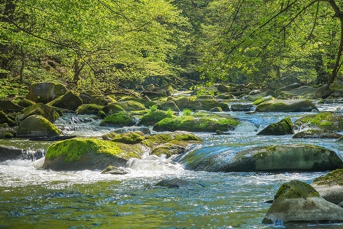Clear mountain river Bode with green vegetation and sunlit stones, rocks, boulders, moss, rapids, Bode valley in spring, spring with freshly leafy trees in deciduous forest, Eastern Harz, Saxony-Anhalt, Germany, Europe, by Carola Vahldiek