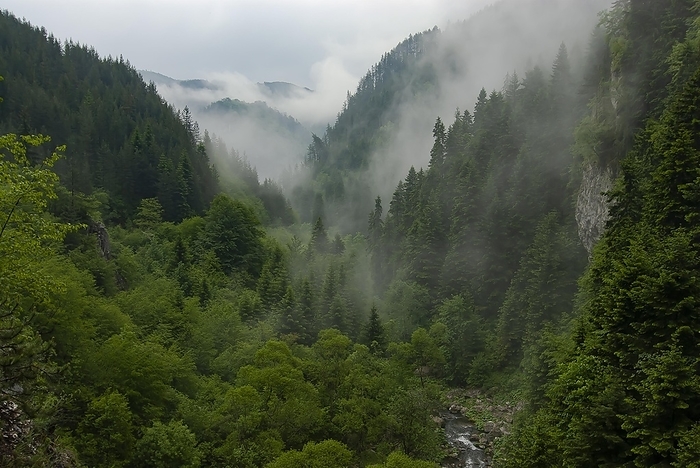 Trigrad gorge with spruces on a foggy day, Rhodopi Mountains, Bulgaria, Europe, by Dieter Mahlke