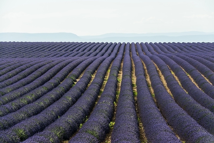Flowering lavender (Lavandula angustifolia) field, Plateau de Valensole, Provence, Département Alpes-de-Haute-Provence, Region Provence-Alpes-Côte dAzur, Southern France, France, Europe, by Daniel Schoenen