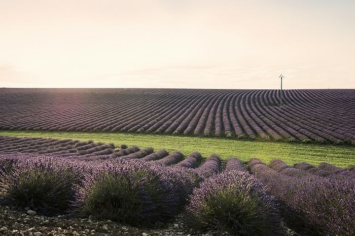 Flowering lavender (Lavandula angustifolia) field, sunset, Plateau de Valensole, Provence, Département Alpes-de-Haute-Provence, Region Provence-Alpes-Côte dAzur, South of France, France, Europe, by Daniel Schoenen