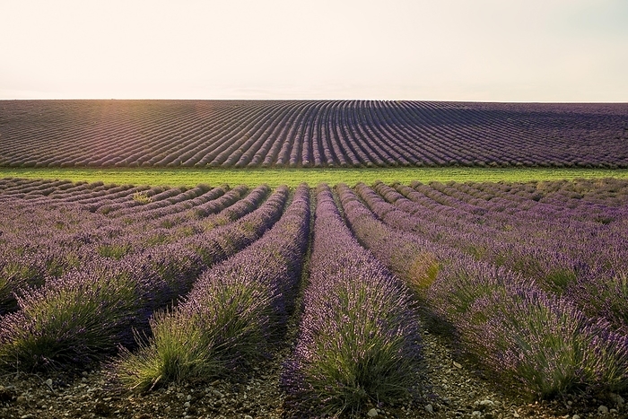 Flowering lavender (Lavandula angustifolia) field, sunset, Plateau de Valensole, Provence, Département Alpes-de-Haute-Provence, Region Provence-Alpes-Côte dAzur, South of France, France, Europe, by Daniel Schoenen