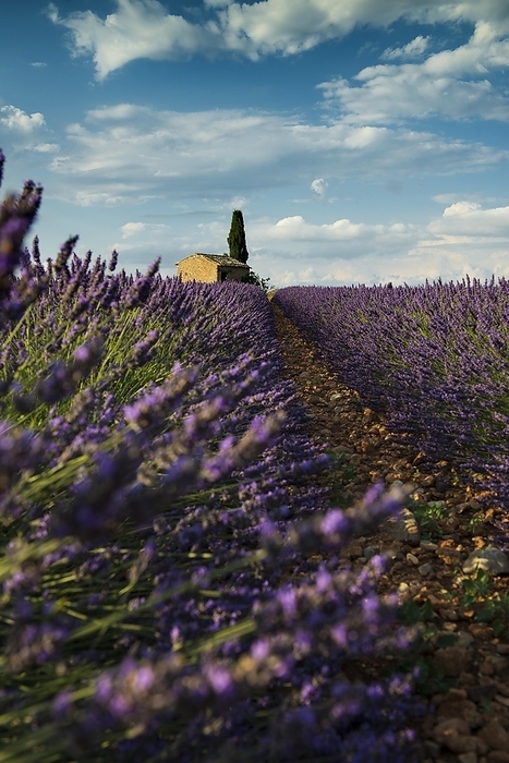 Flowering lavender (Lavandula angustifolia) field, Plateau de Valensole, Provence, Département Alpes-de-Haute-Provence, Region Provence-Alpes-Côte dAzur, Southern France, France, Europe, by Daniel Schoenen