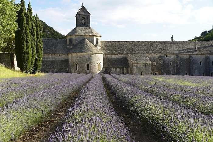Cistercian Abbey Abbaye Notre-Dame de Sénanque, with lavender field, Vaucluse, Provence, Provence-Alpes-Côte d'Azur, France, Europe, by Egon Bömsch