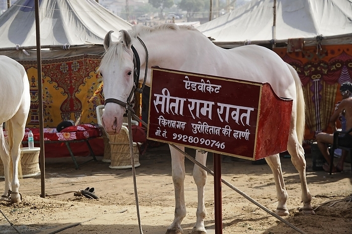 Horse sale, camel market, fair, people, wedding market, animals, desert city Pushkar, (Pushkar Camal Fair) Rajasthan, North India, India, Asia, by Egon Bömsch