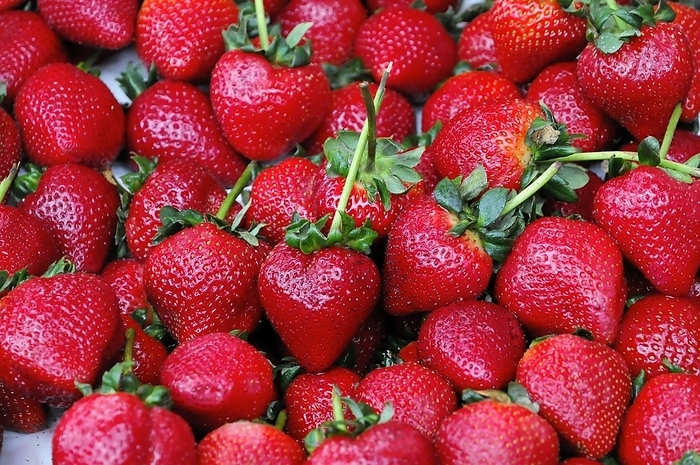 Organic strawberries, fruit sale Farmers Market, Crocker Galleria, Financial District, San Francisco, California, United States of America, USA, North America, by Egon Bömsch
