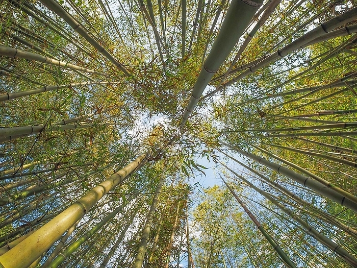 Bamboo tree (Bambusoideae), by Claudio Divizia
