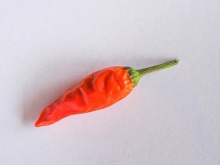 Chili Pepper Capsicum, by Claudio Divizia