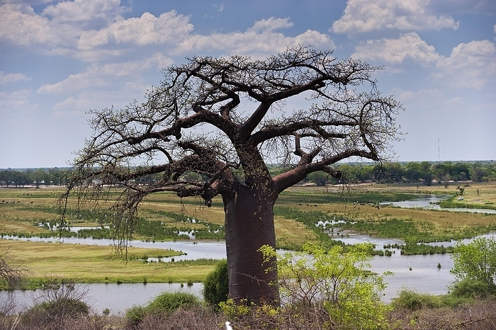 Giant african baobab (Adansonia digitata), baobab, deciduous tree, plant, flora, botany, striking, nature, landscape, Namibia, Africa, by Franzel Drepper