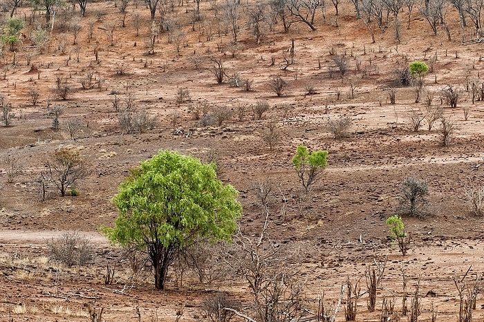 Single green trees in the dry landscape, climate change, dry, aridity, climate, vegetation, drought, heat, barren, global, sun, weather, temperature, parched, Botswana, Africa, by Franzel Drepper