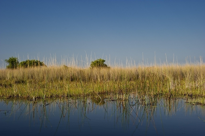 Riparian landscape, nature, natural landscape, river, riverbank, reeds, morning mood, water, on the Moanachira River in the Okavango Delta, Botswana, Africa, by Franzel Drepper