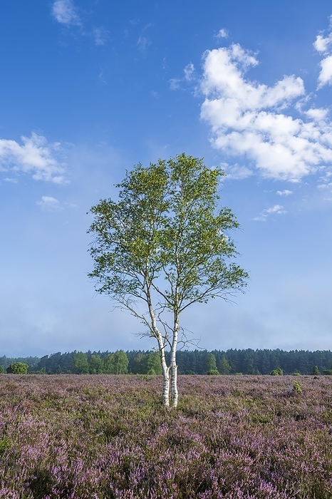 Heathland, flowering common heather (Calluna vulgaris) and birch (Betula), blue sky, Lüneburg Heath, Lower Saxony, Germany, Europe, by Frank Sommariva